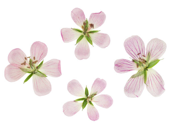istock Pressed and dried flowers siberian geranium 862553128