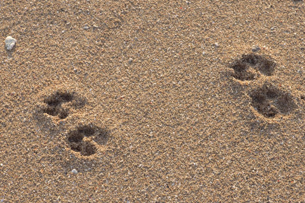 istock Footprints of dog on Sanur beach, Bali 862554816