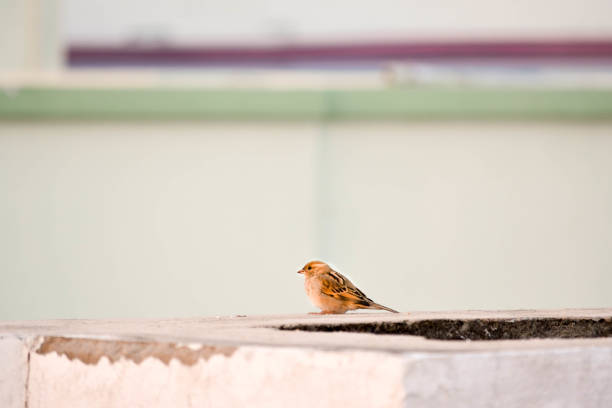 Alone in the concrete jungle.