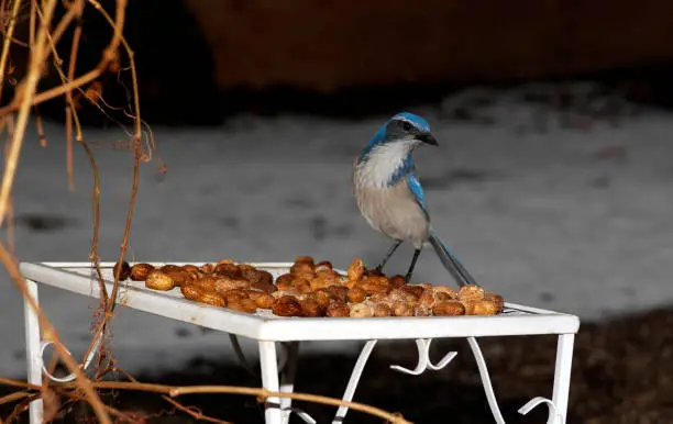 Photo of Western scrub jay, blue jay bird with some peanuts