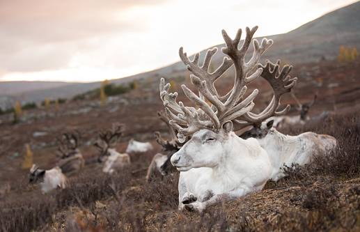 Portrait of a old reindeer with magnificent antlers sleeping on an autumn morning. Khuvsgol, Mongolia.