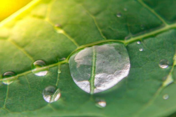 istock Water drops on green leaves 862567378