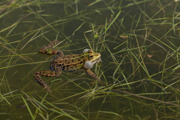istock male green frogs 862567990
