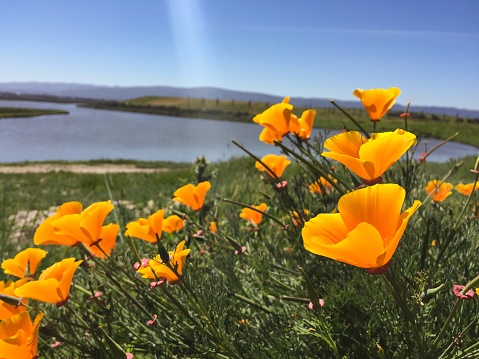 Public Park with California poppies flowers in a meadow with the bay in background