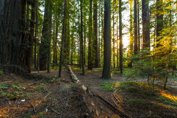istock Redwood National Park 862570256