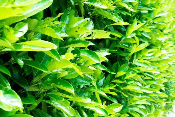 Photo of Green leaves background. Verbenaceae.