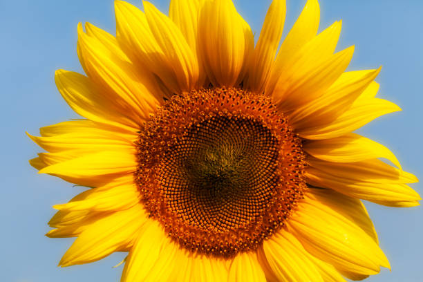 girasol con fondo azul - 3629 fotografías e imágenes de stock