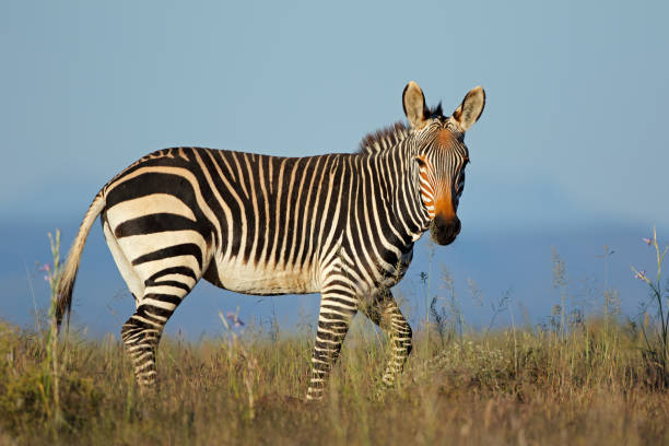 Cape mountain zebra in grassland stock photo