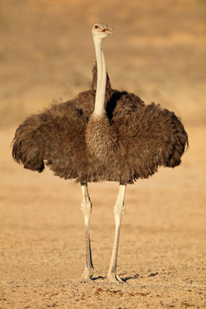 istock Female ostrich in natural habitat 862573614