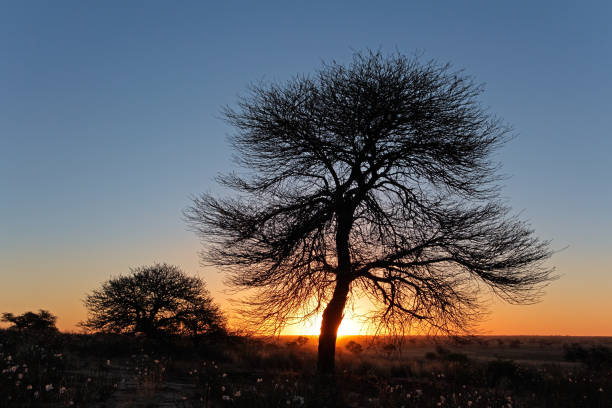 istock Sunrise with a silhouetted African savanna tree 862573816