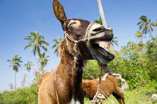 Donkey funny animals is a happy  humorous donkey laughing at something very very funny.