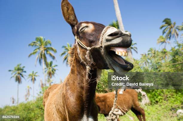 Donkey Funny Animals Stock Photo - Download Image Now - Donkey, Laughing, Animal