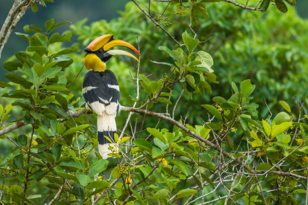 istock Great Hornbill holing branch of tree in forest 862575352
