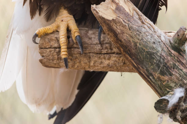 istock Bald eagle bird of prey talon, American icon 862575370