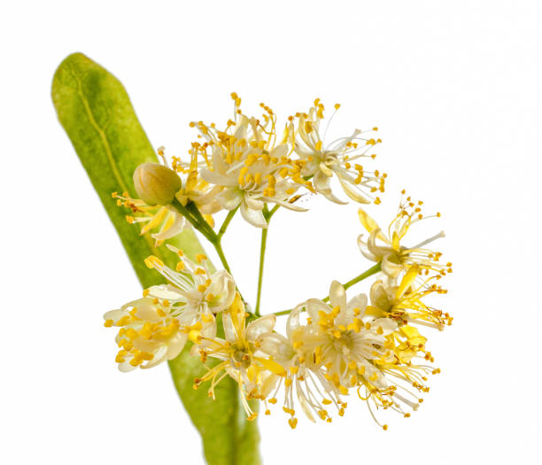 istock Blooming linden flowers with leaf on the white background isolated 862578152