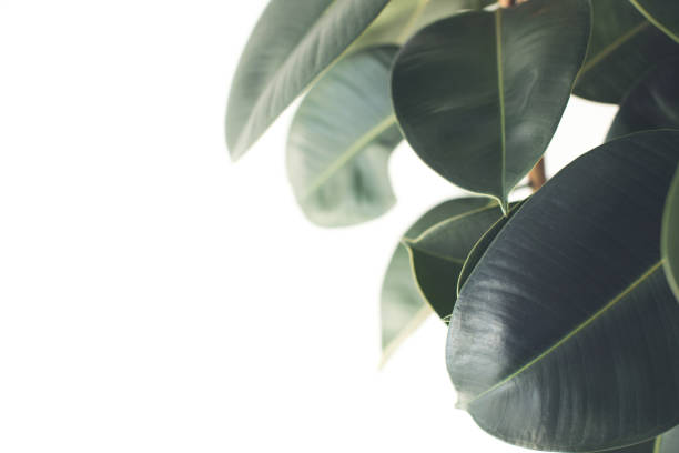 istock green ficus plant 862578392