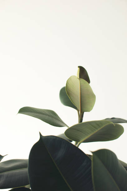 istock green ficus plant 862579266