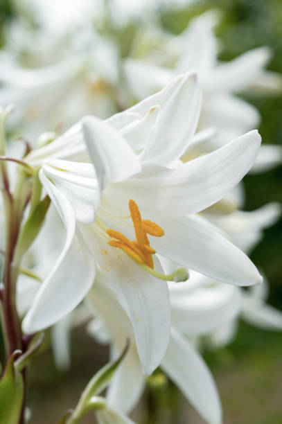 istock White lilies flowers close-up 862579288