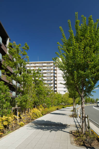 istock Roadside trees in the apartment street 862579432