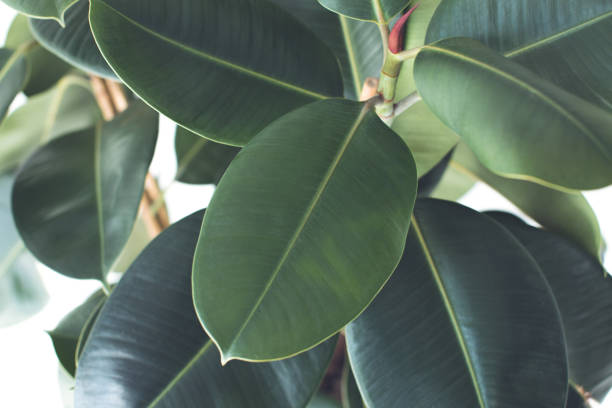 istock green ficus plant 862579492