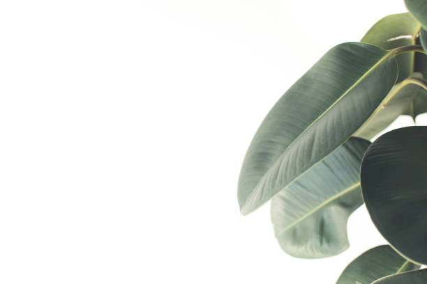 istock green ficus leaves 862579518
