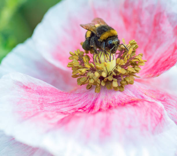 istock Bee Pollinating a white poppy closeup 862579848
