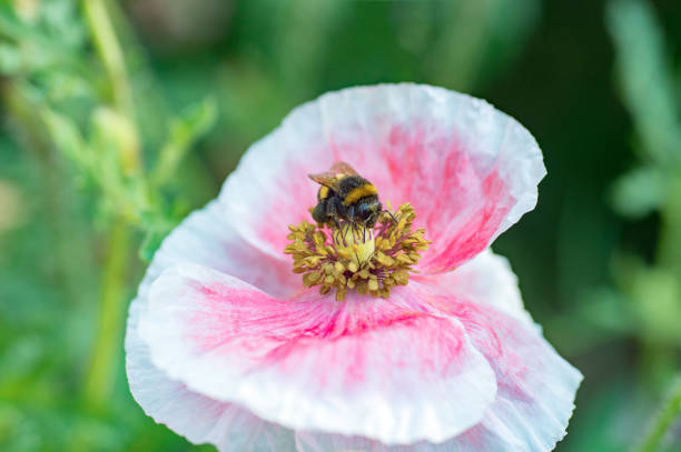 istock Bumblebee inside pink poppy flower, collecting pollen 862579902