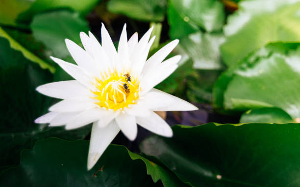 istock beautiful white lotus flower. 862583928