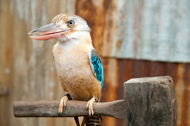 blue winged kookaburra - kakadu imagens e fotografias de stock