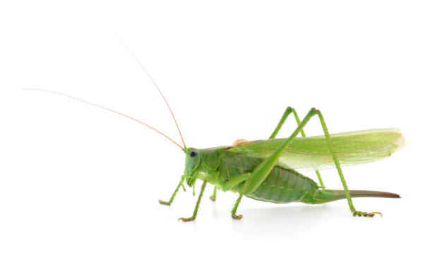 istock Green locust isolated 862590386