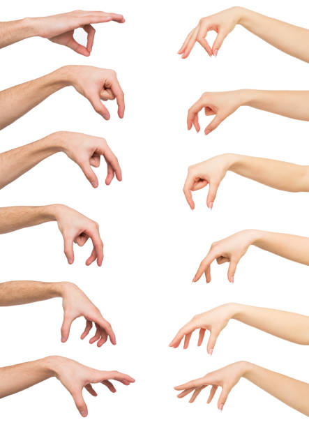 Set of white man and woman hands. Hand picking up something Taking, measuring. Set of caucasian male and female hands grab some items. Isolated at white background picking stock pictures, royalty-free photos & images