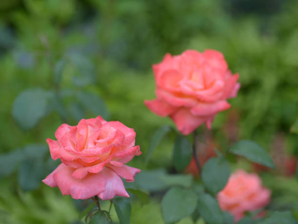 istock Coral rose blossoming on natural green background 862592928