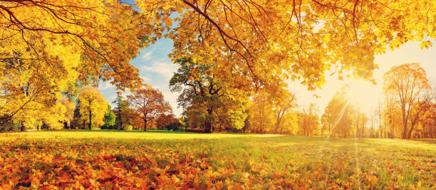 istock trees on the field in autumn 862593414