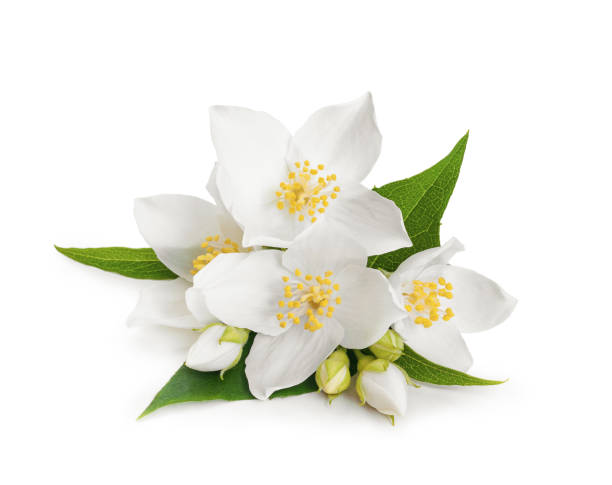 weißen blüten von jasmin auf weißen hintergrund isoliert - fresh cut flowers stock-fotos und bilder