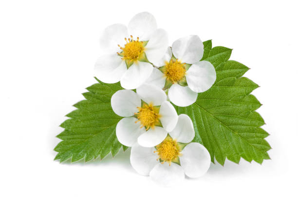 białe kwiaty truskawek z liśćmi na białym - single flower small agriculture nature zdjęcia i obrazy z banku zdjęć