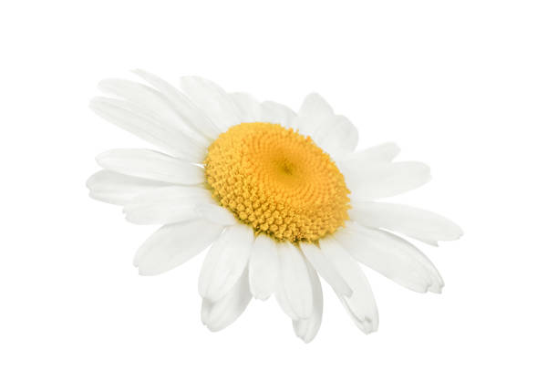 ромашковый цвето�к изолирован на белом - german chamomile wildflower white yellow стоковые фото и изображения