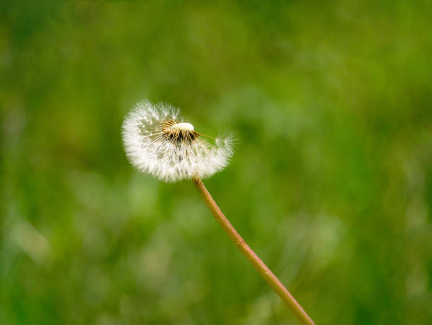 Dandelion seeds flying in the wind.