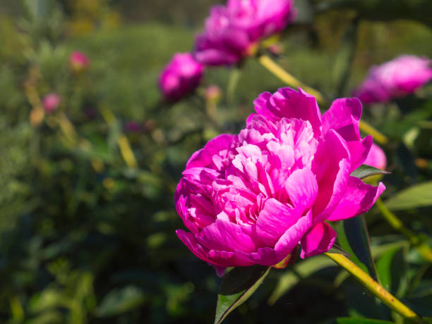 istock Peony bush, Pink peonies bud 862597248