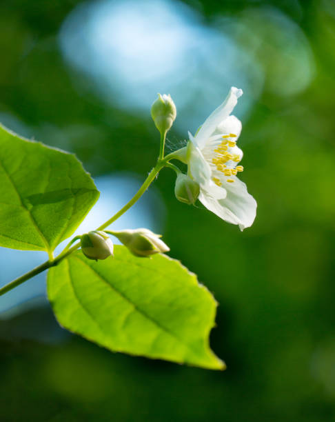 istock closeup white jasmine flower at park on blur nature background 862597538