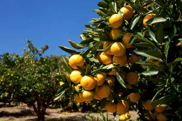 istock Mandarin orange orchard in Japan 862597698
