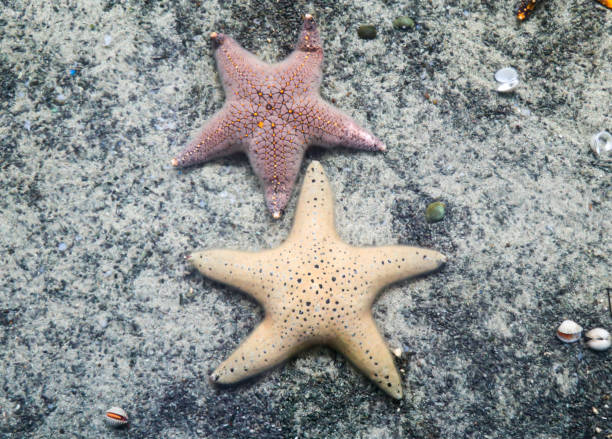 istock starfish on sand in fish tank 862597776