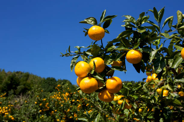istock Mandarin orange orchard in Japan 862599942