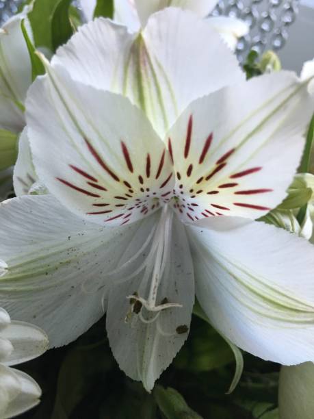 istock White flower blossom close up 862600198