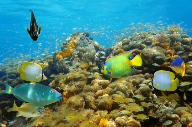 istock Underwater life in a coral reef with many fish 862601268