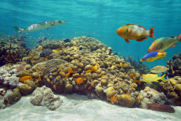 수중 풍경을 만들진 산호색 리프 - costa maya 뉴스 사진 이미지
