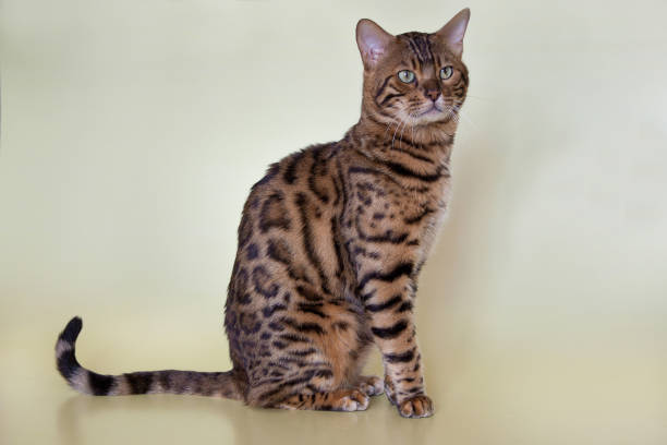 istock Big bengal cat with beautiful green eyes. 862601488