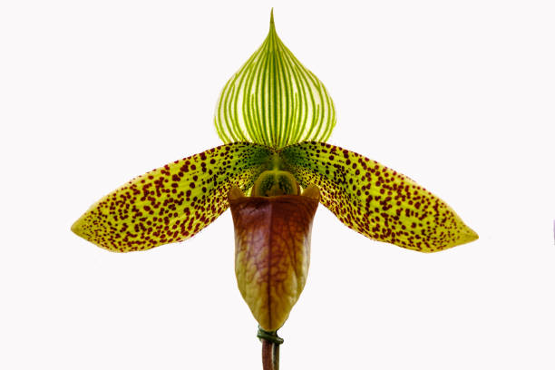 istock Beautiful orchid flower 862601738