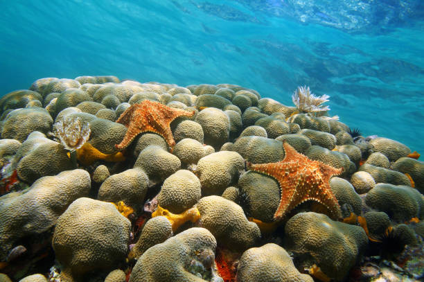 stelle marine corallo sottomarine e superficie dell'acqua - sea star foto e immagini stock