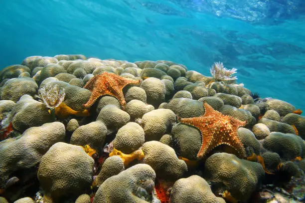 Underwater coral with two starfish and water surface in background, Caribbean sea