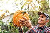 Farm Worker at a Pumpkin Patch